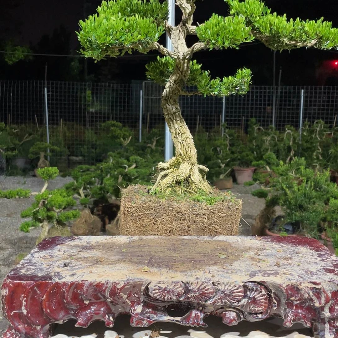 完全开放用****9黄杨盆景