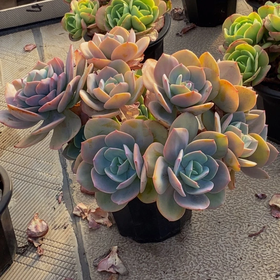 ?*宁48包邮一物一拍多肉植物