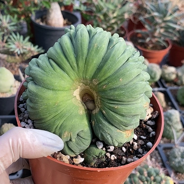 花花草草花花草草