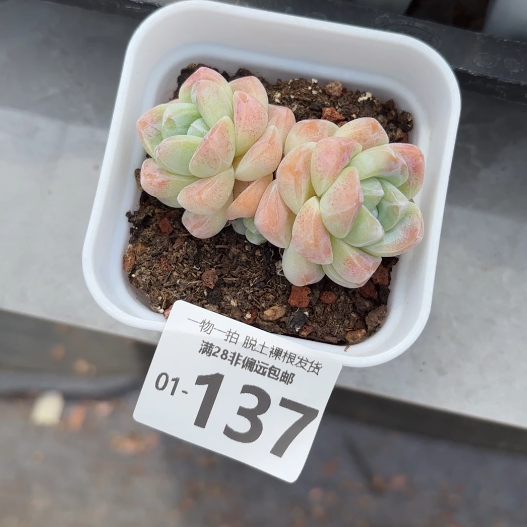 冰玉不包整多肉多肉多肉