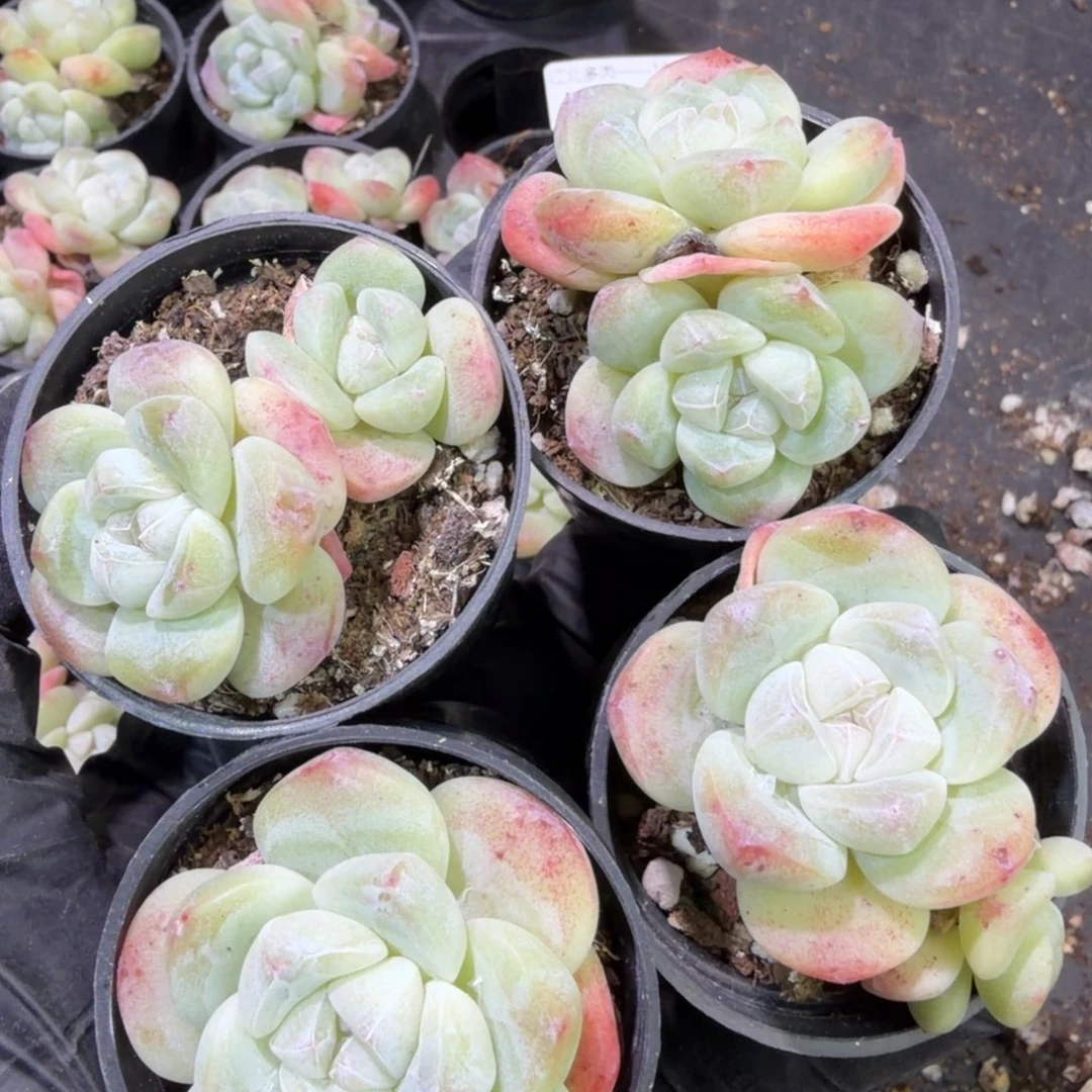 72号到手7颗江北多肉