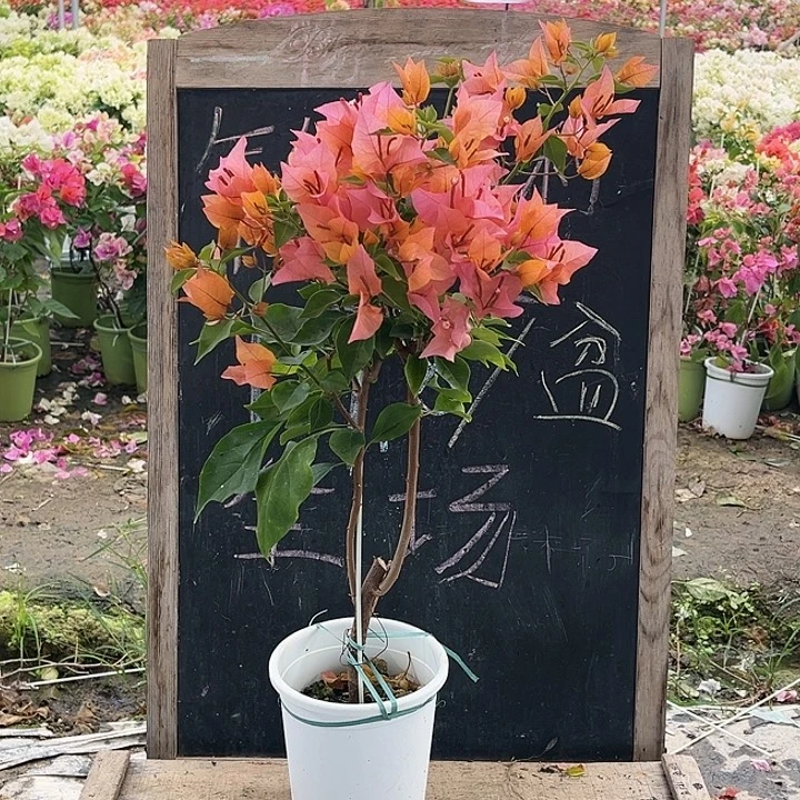 完全开放三角梅橙色火焰