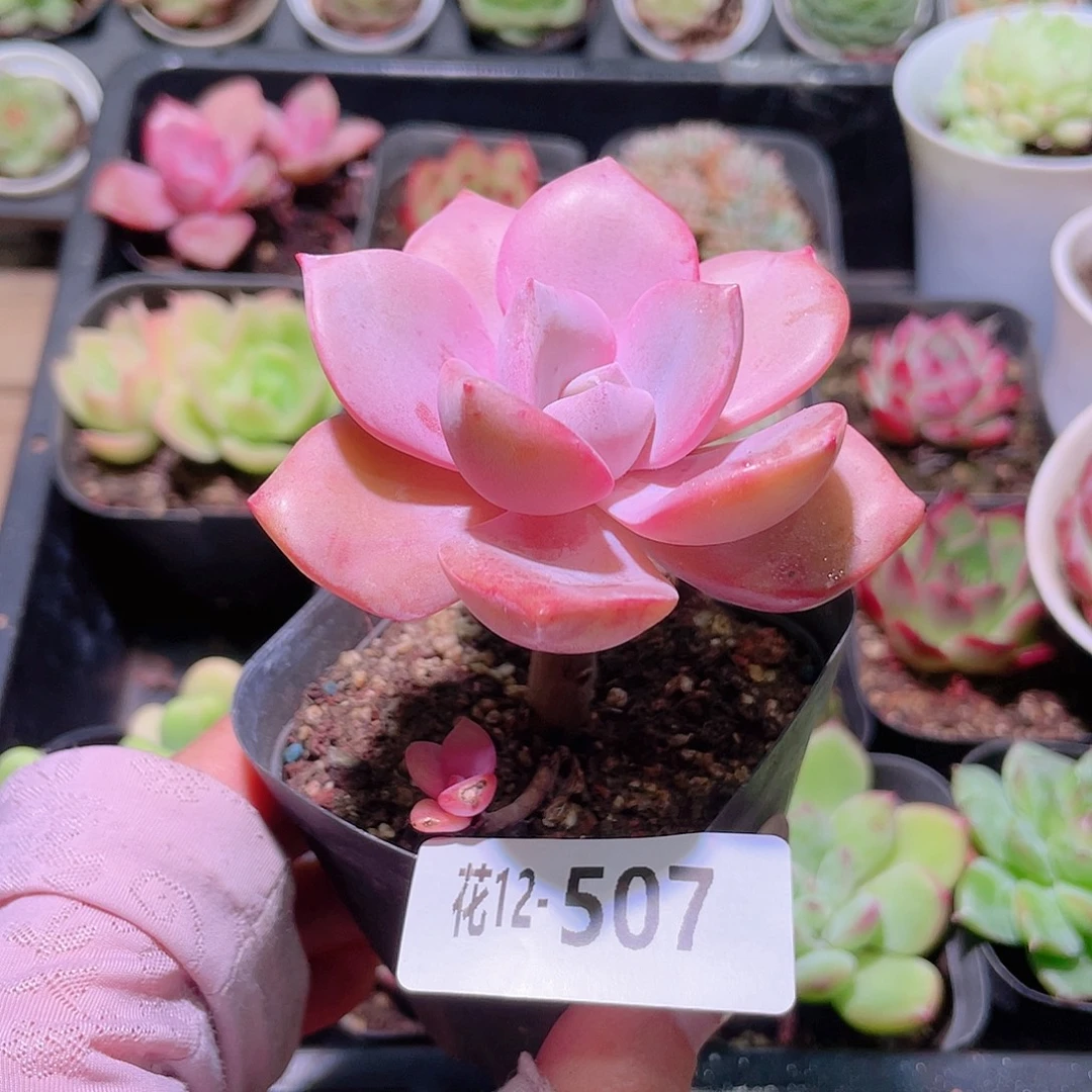 花利美12-507彩虹糖