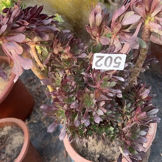 雯***子多肉植物一个黑法