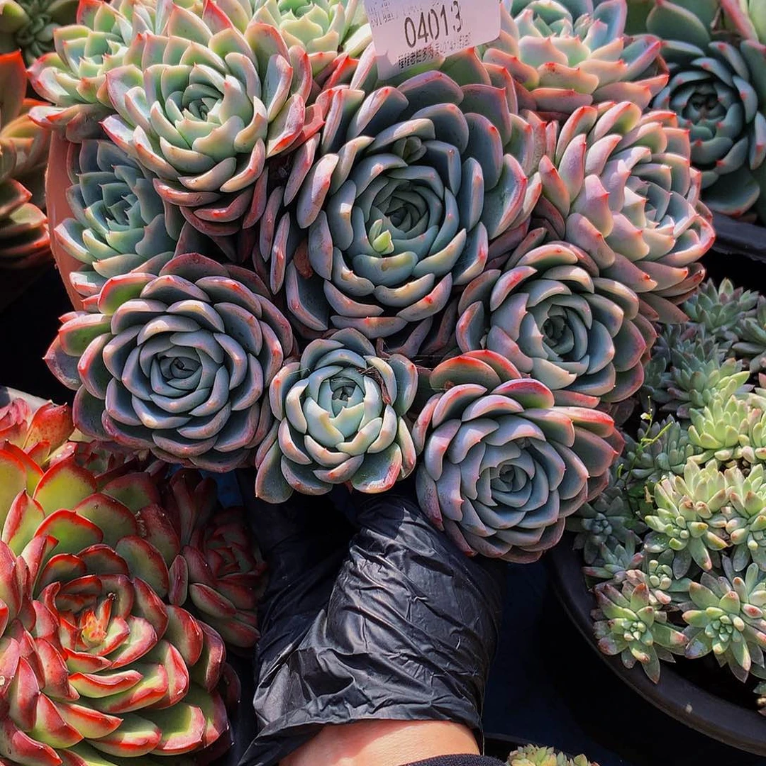 飘***仙孤星04013吨肉多肉