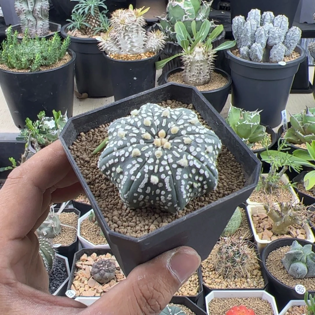 晨***子海星兜实生5.3一物一拍