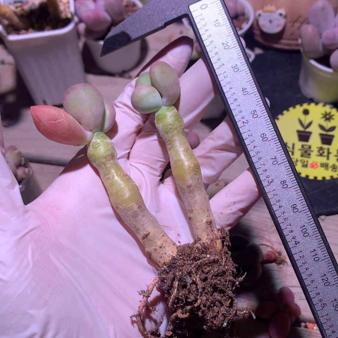 芒果奶酪多肉，芒果奶酪