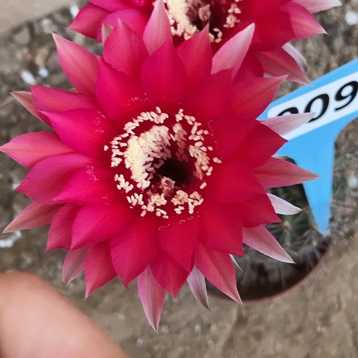 09脱盆土摘花发货