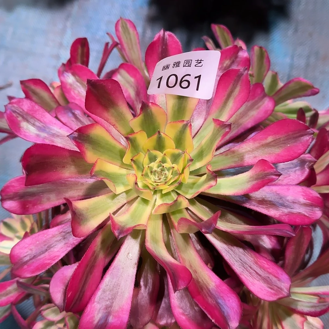 多肉植物波斯1061