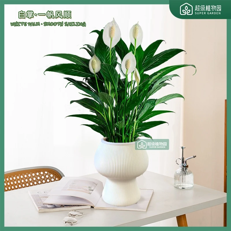 一帆风顺白掌绿植盆栽水培室内花卉办公室易活四季开花