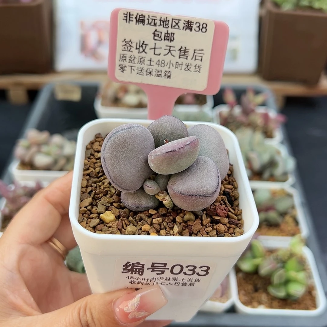 033球球紫蛋多肉植物