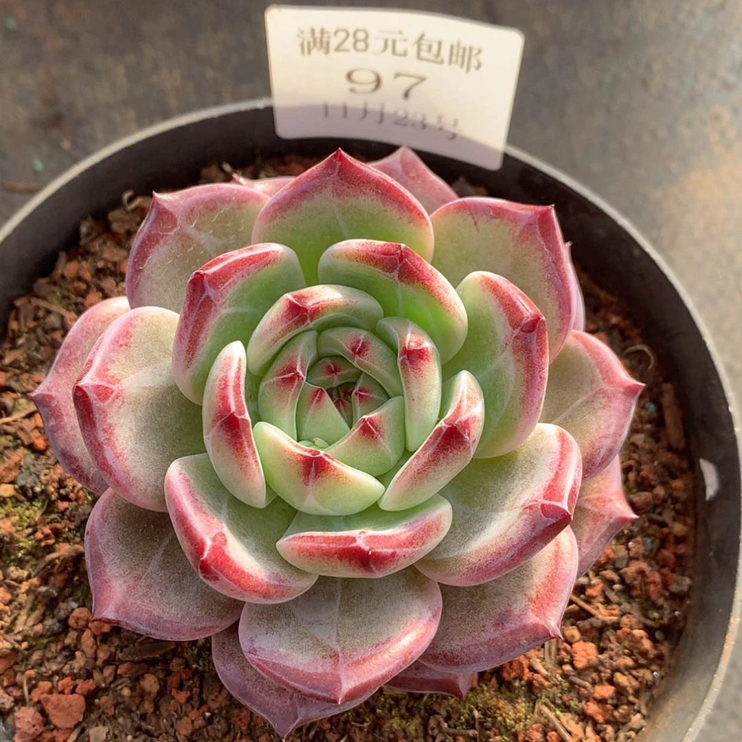 【闪购商品】云97号夜魔侠8厘米