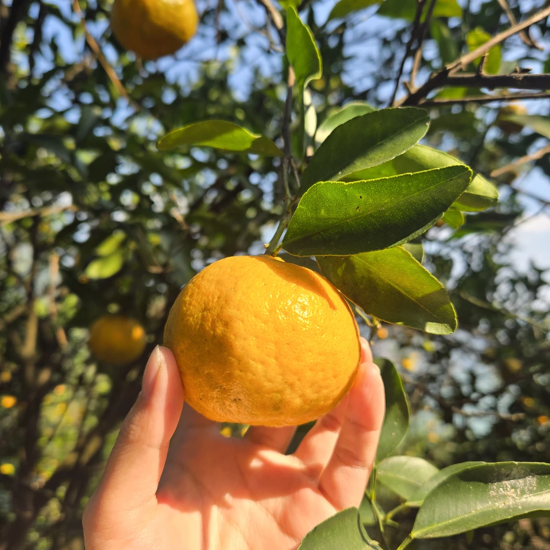 四川宜宾老屏山椪柑现摘现发金沙江旁应季水果整箱