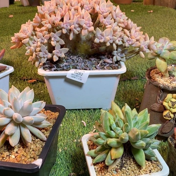 0252啊啊啊啊啊啊啊啊啊啊啊啊啊