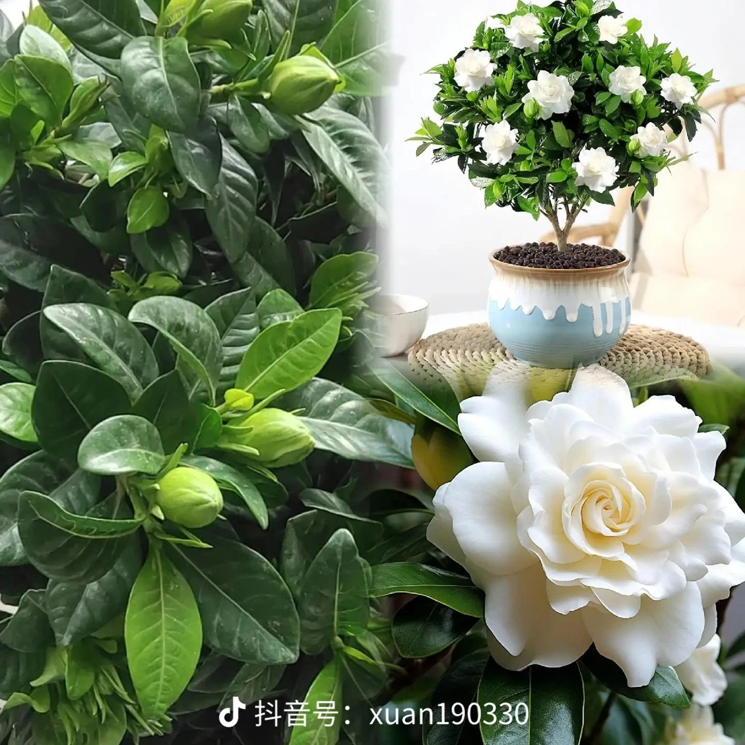 大叶牡丹栀子花 花香浓香 四季常青 适宜盆栽地栽