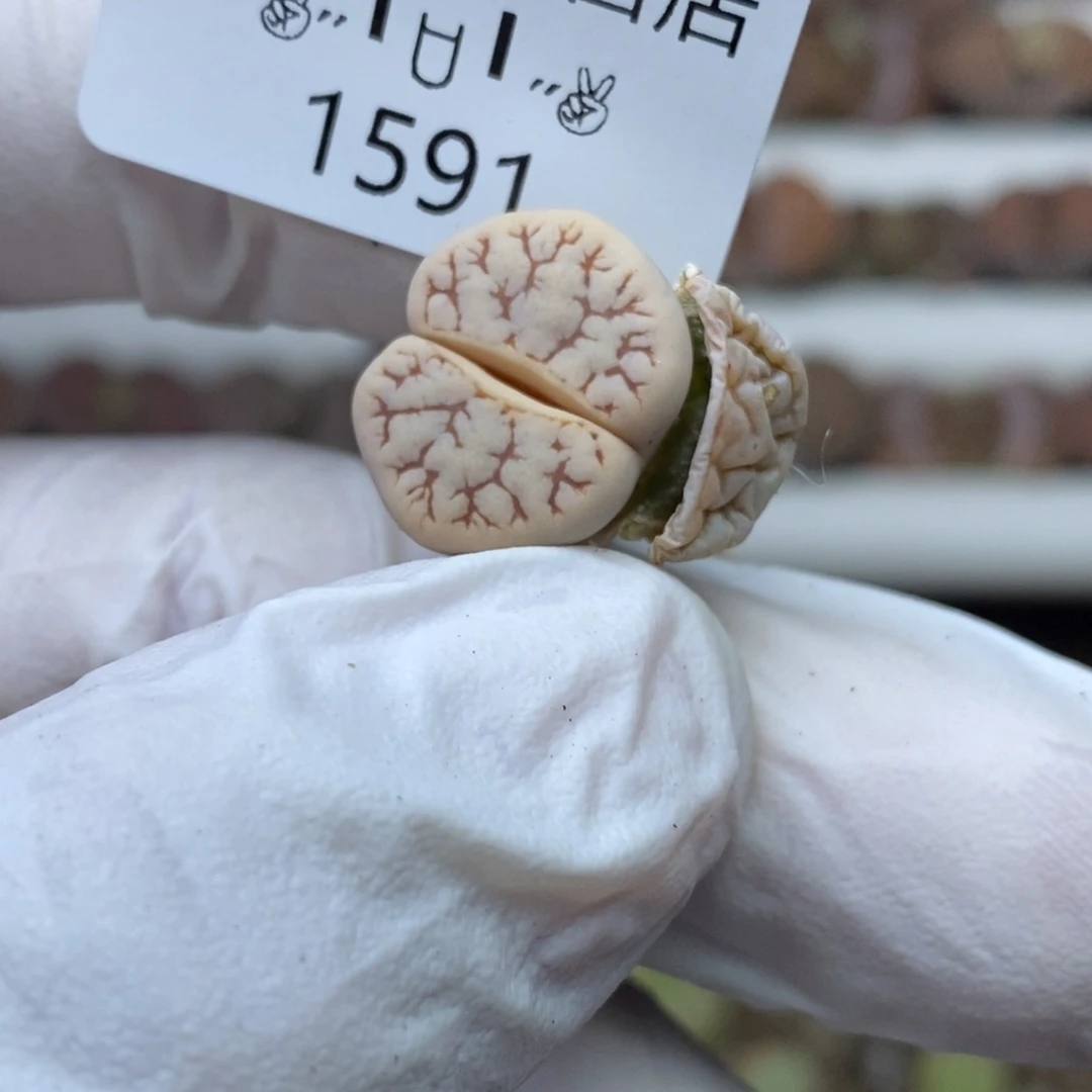 少*游1591连线零下拍保温.18包邮.当天凑哦