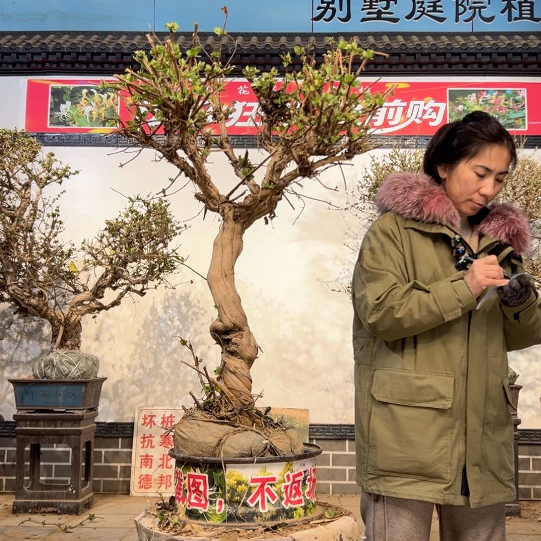 无花朵金银花55555888888855