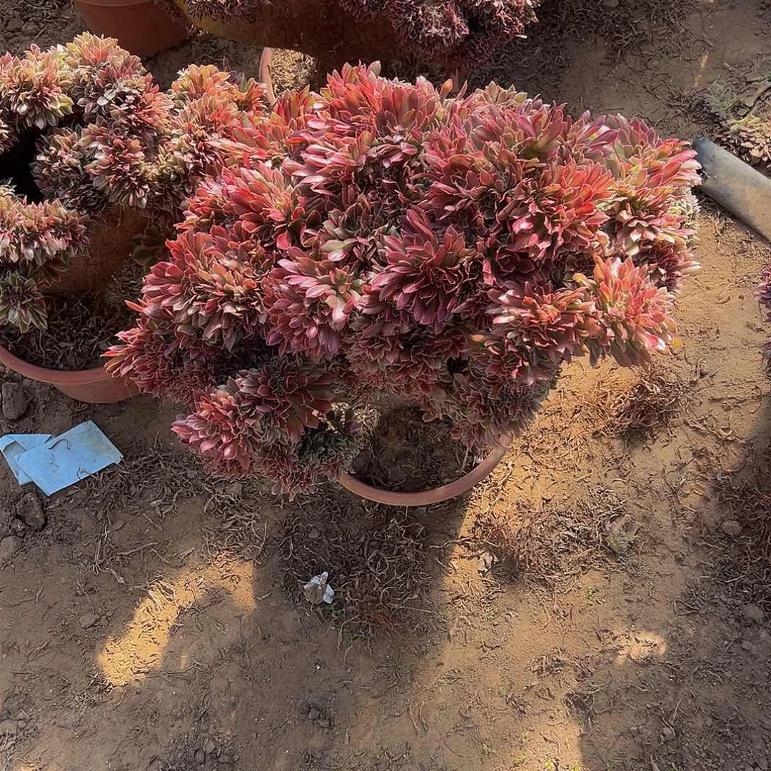 用****0女神缀化脱土发货