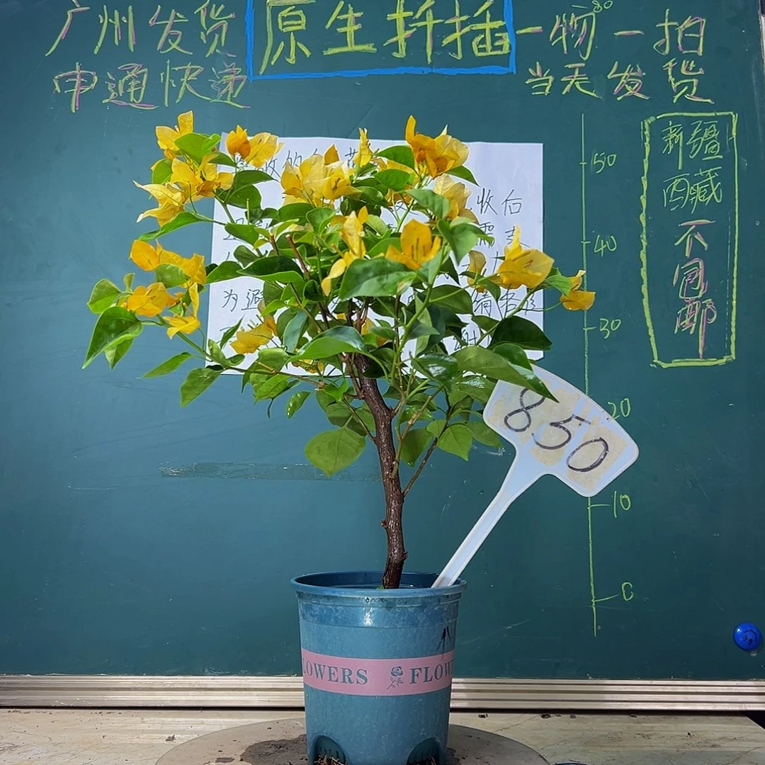 当前无花栽培后可以开花粗杆 柠檬黄850