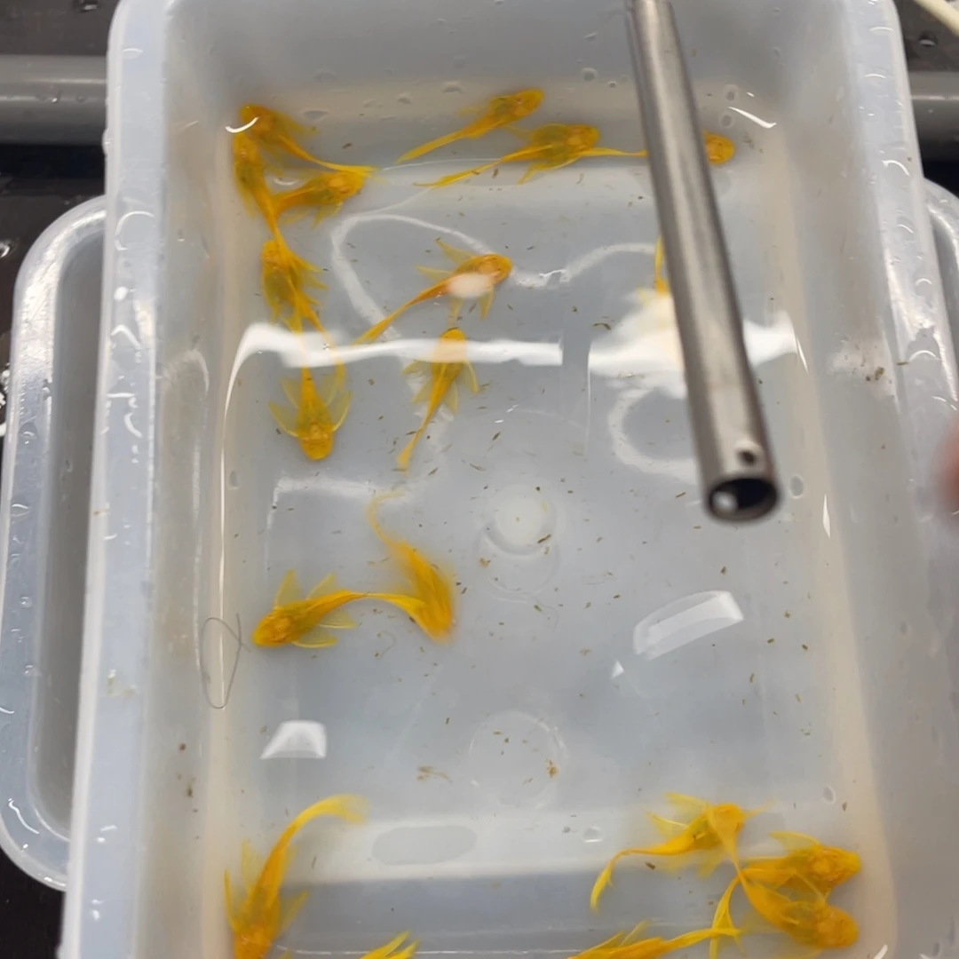 清道夫鱼24k帆20条开箱视频报损