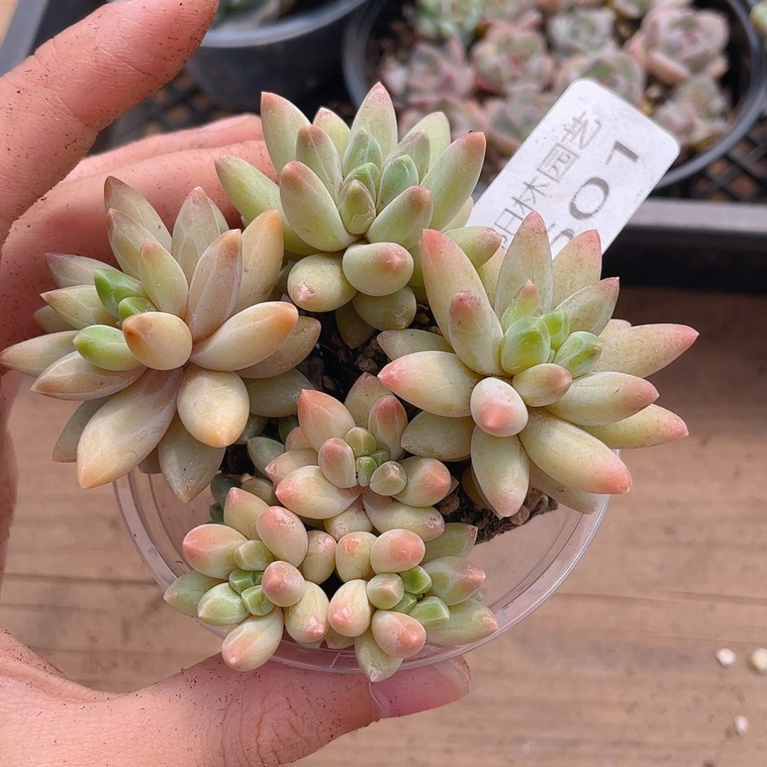 多肉植物多肉植物601