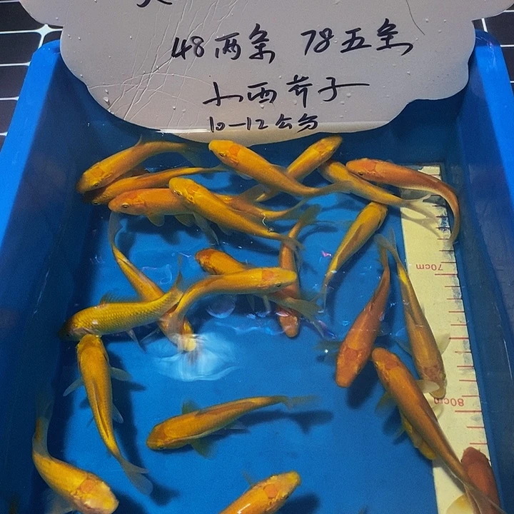 海水鱼小西血统赤目芥子