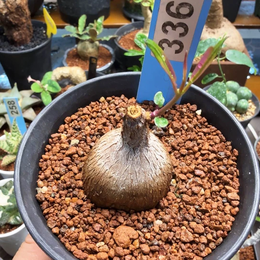 紫背萝摩336块根植物