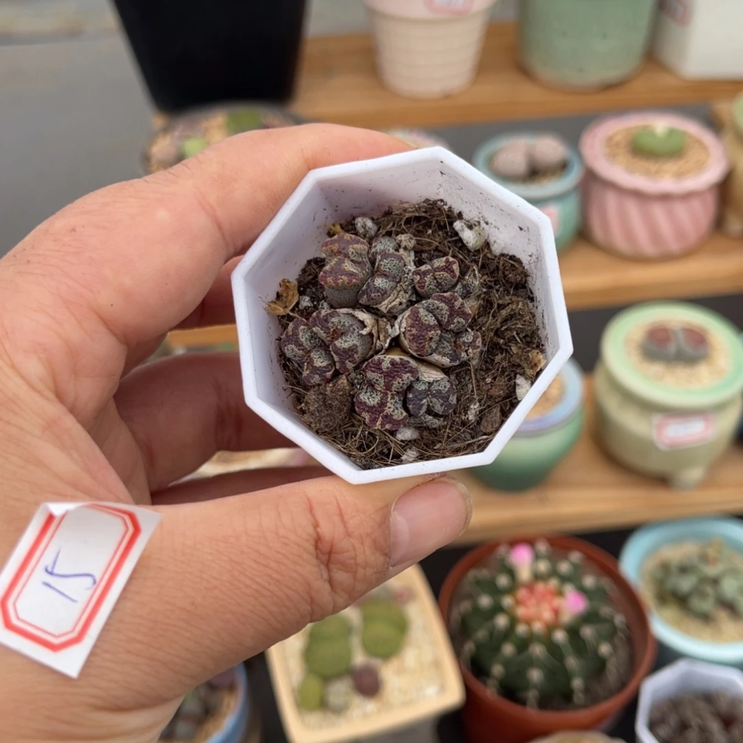 多肉植物一物一拍15