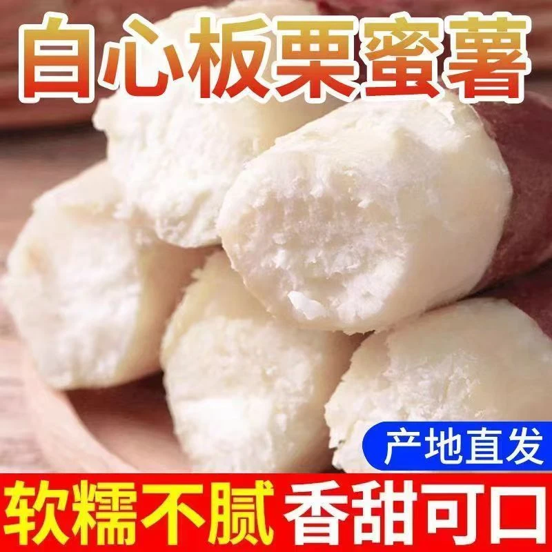 新鲜白心红薯粉面香甜老品种现挖现发红皮白瓤地瓜白薯
