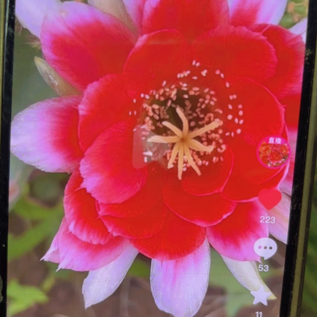 红颜自己丽花侧牙20包邮仙人球28