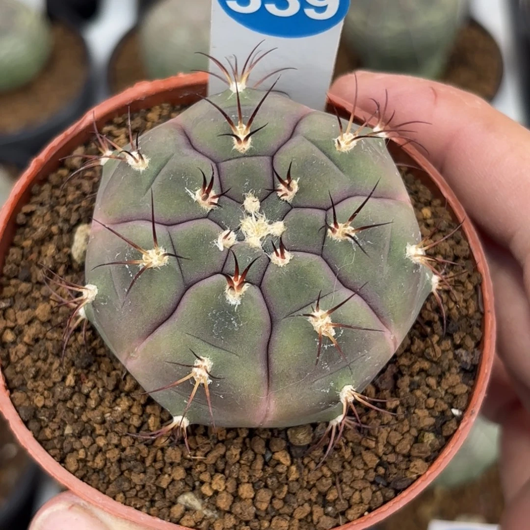 339实生紫皮天紫玉带盆带土发货