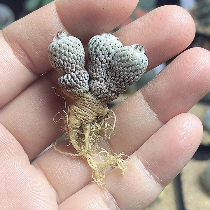 雪顶浓赤花精巧殿3头实生