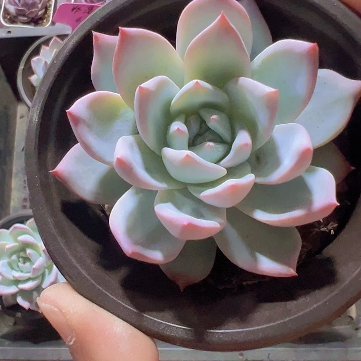 粉蓝鸟精品多肉植物