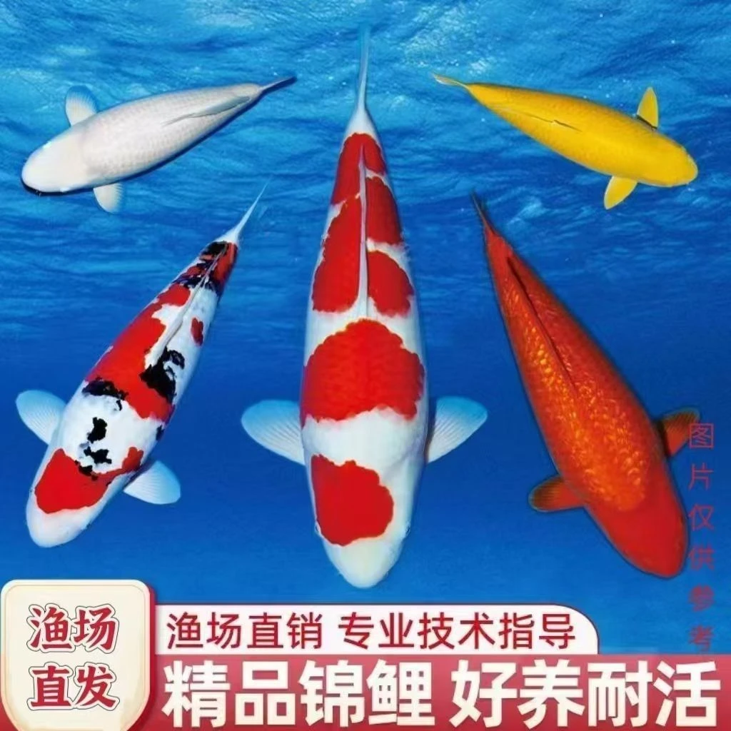 （顺丰包邮）锦鲤观赏鱼红白大正冷水鱼好养耐活精品锦鲤