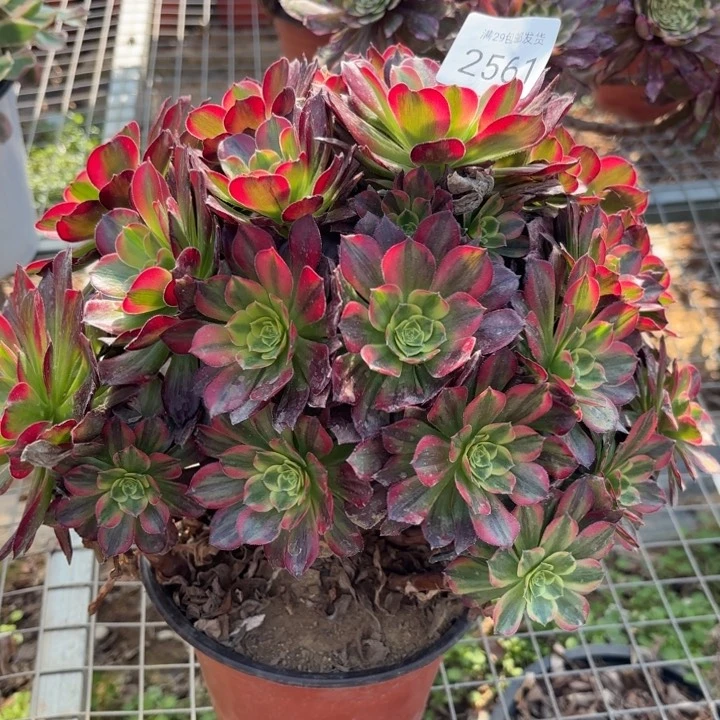 安娜锦多肉法师2561