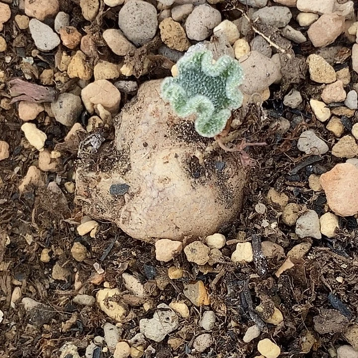 2120冰晶海带一颗。