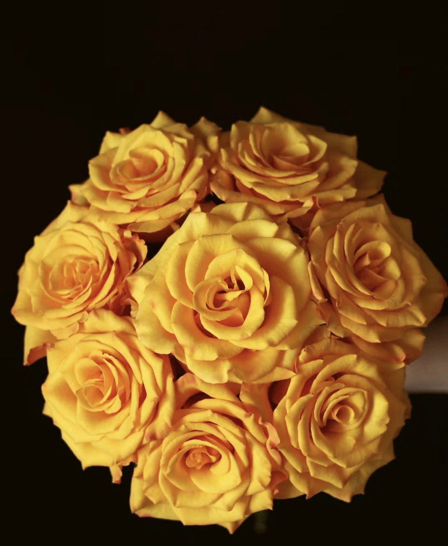 鲜花【辉煌玫瑰】云南种植基地直发