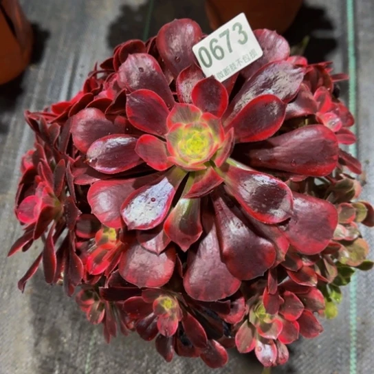 美杜莎067333333333