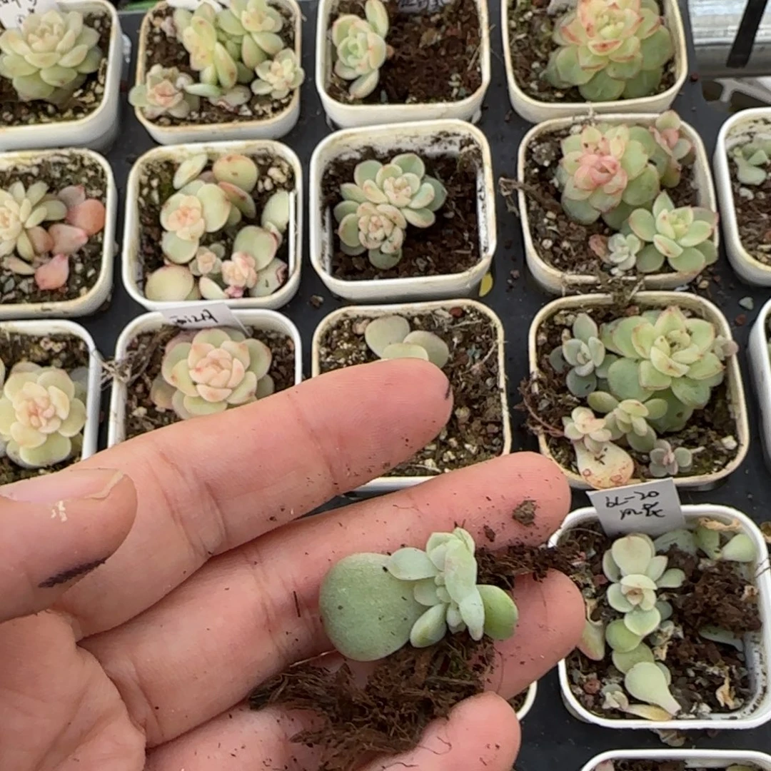 *****小糖果三头穴一个满25包邮