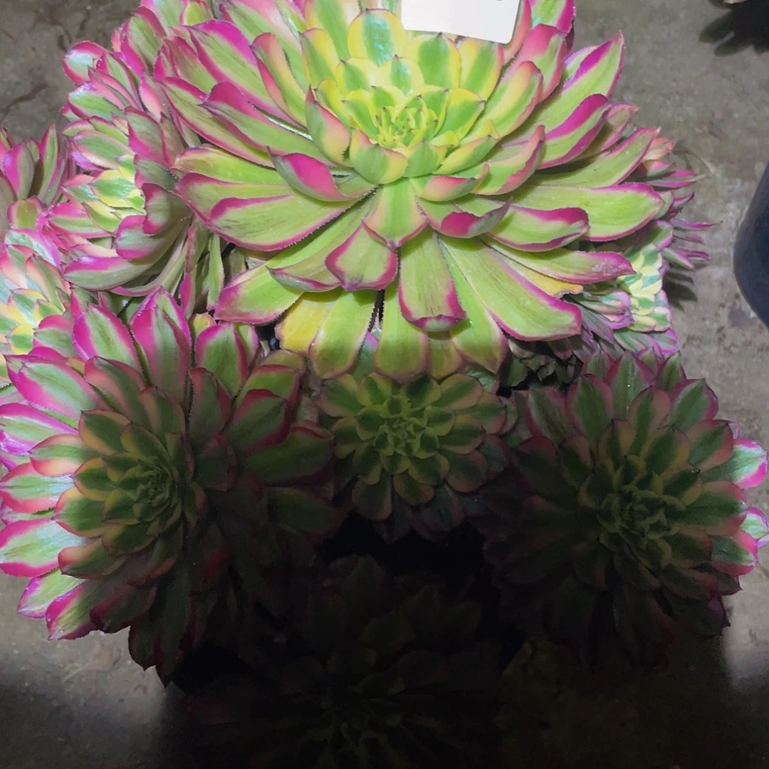 多肉法师550号夕颜发货不包损