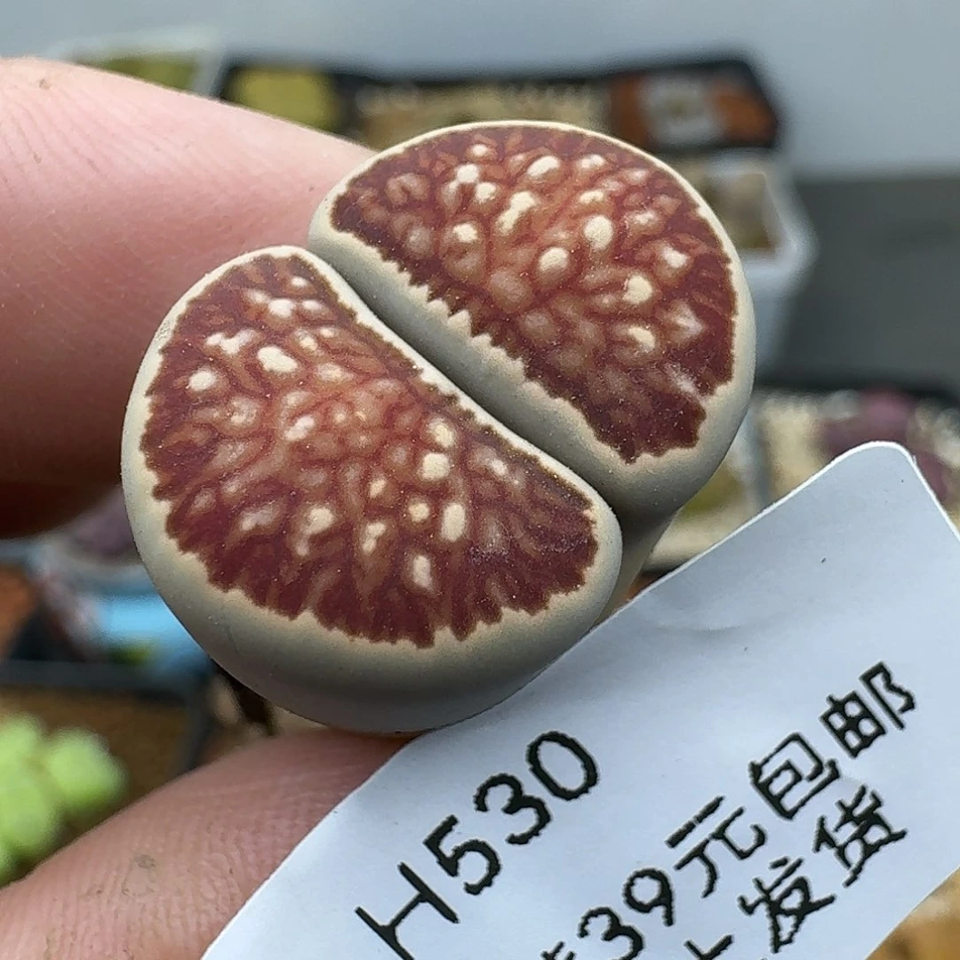 530多肉哈哈哈哈哈哈哈