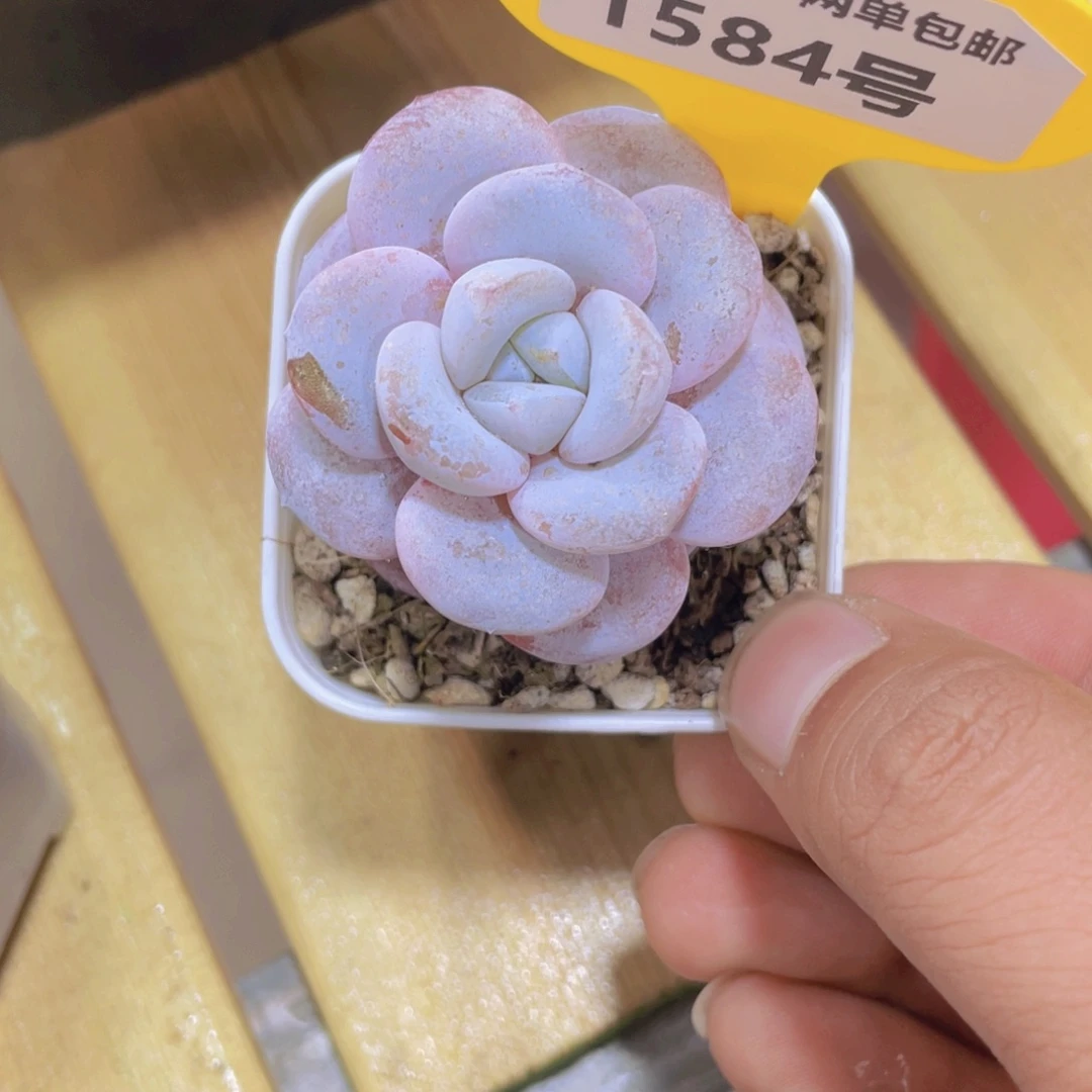 1584号 宽叶丸叶雪莲