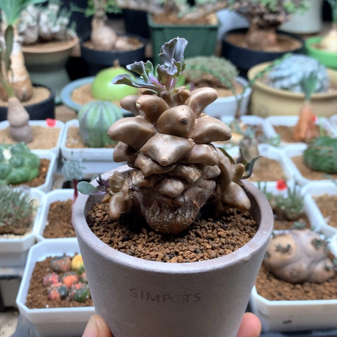 蛮鬼塔厚敦菊带盆母本