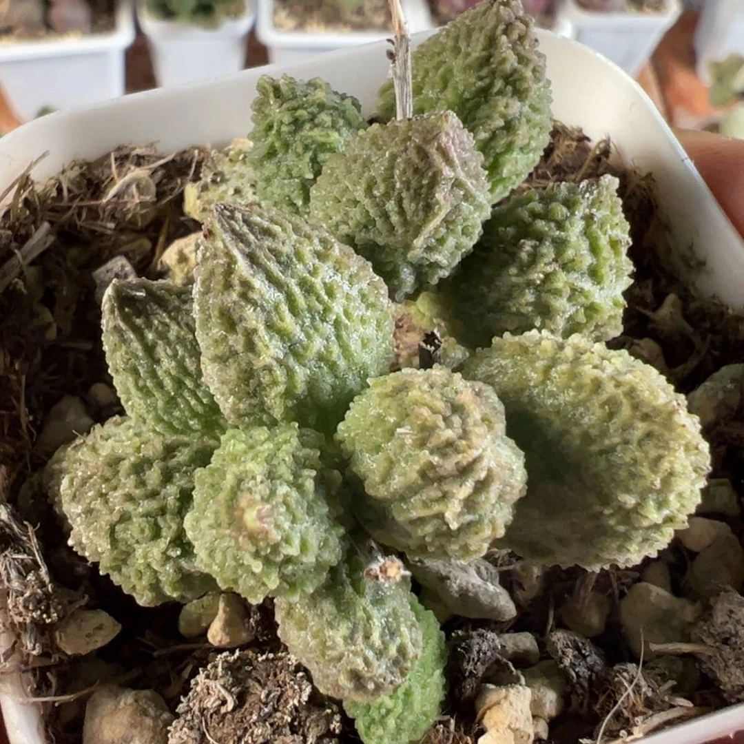 丸叶翠绿石多肉植物水泡