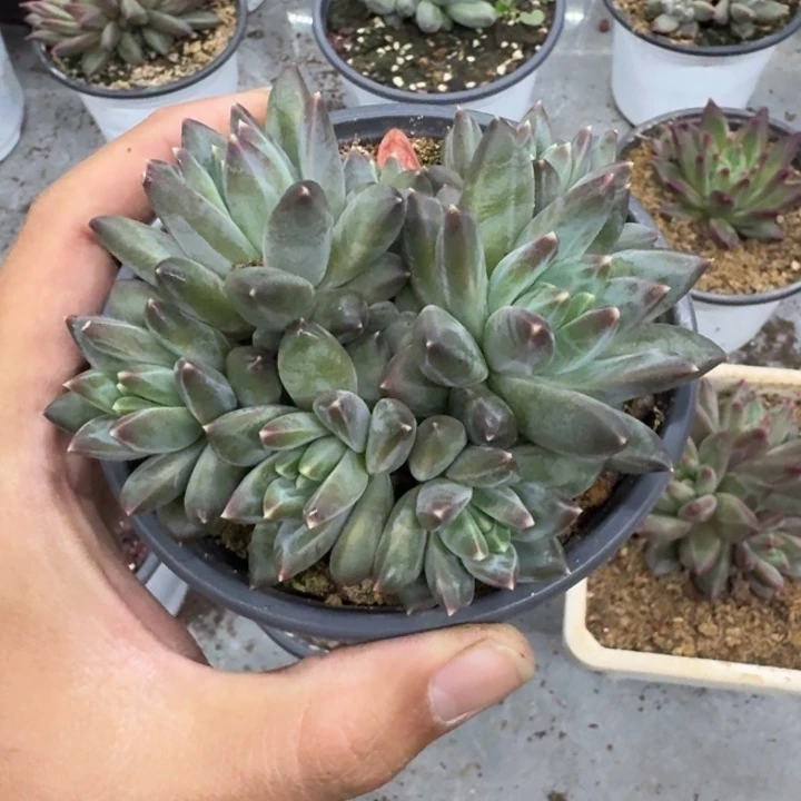 美人杂交 一物一拍