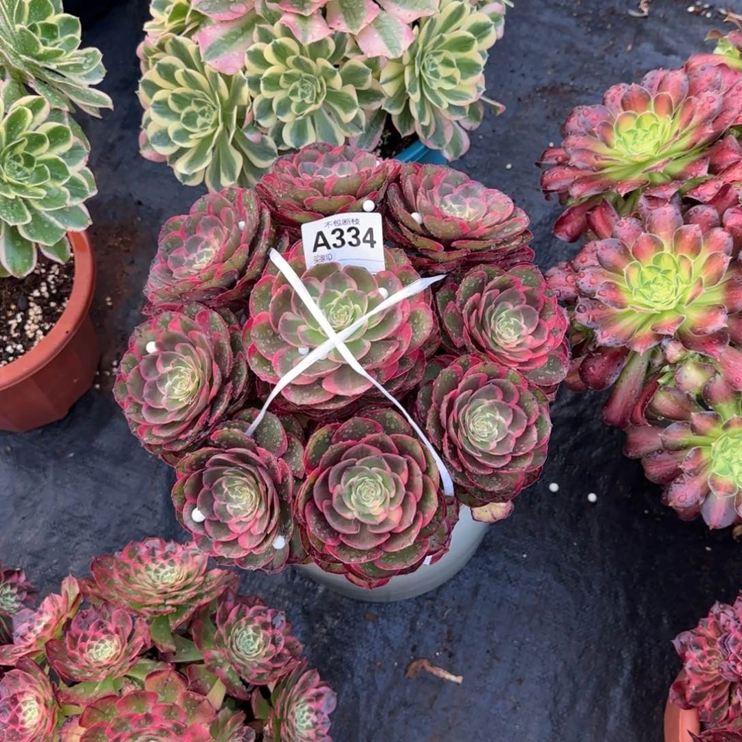 纯精品多肉植物334