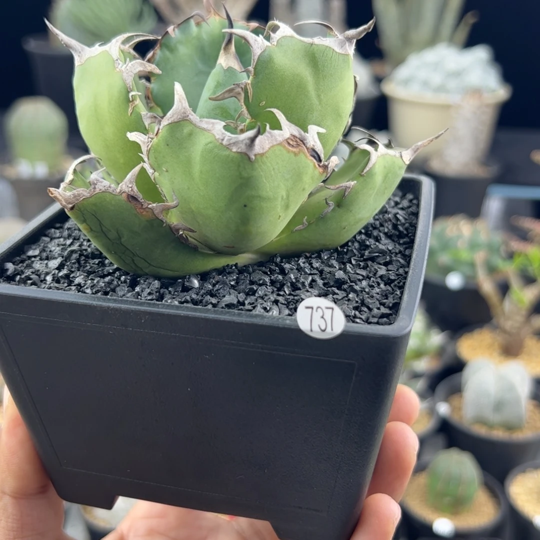 龙舌兰仁王冠黑鲸一物一拍737