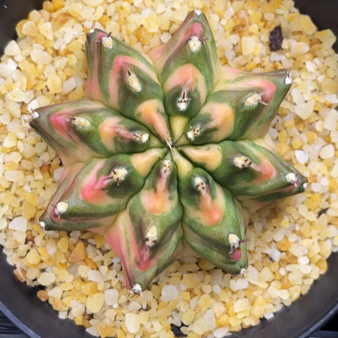 white moon 宽v 一物一拍