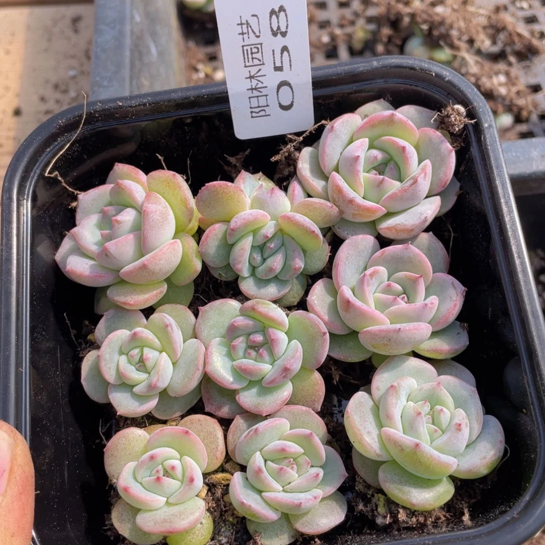 多肉植物多肉植物58