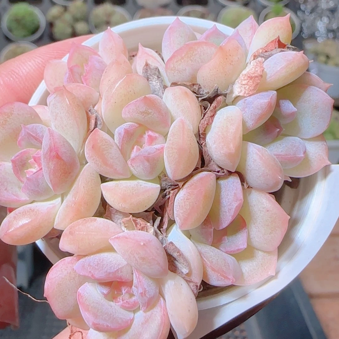 花语逸镜1103-425白桃